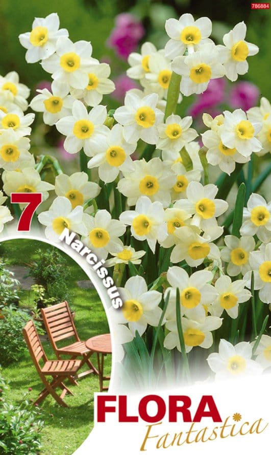 Narciso Botanici Bianco - Giallo - Confezione da 7 bulbi
