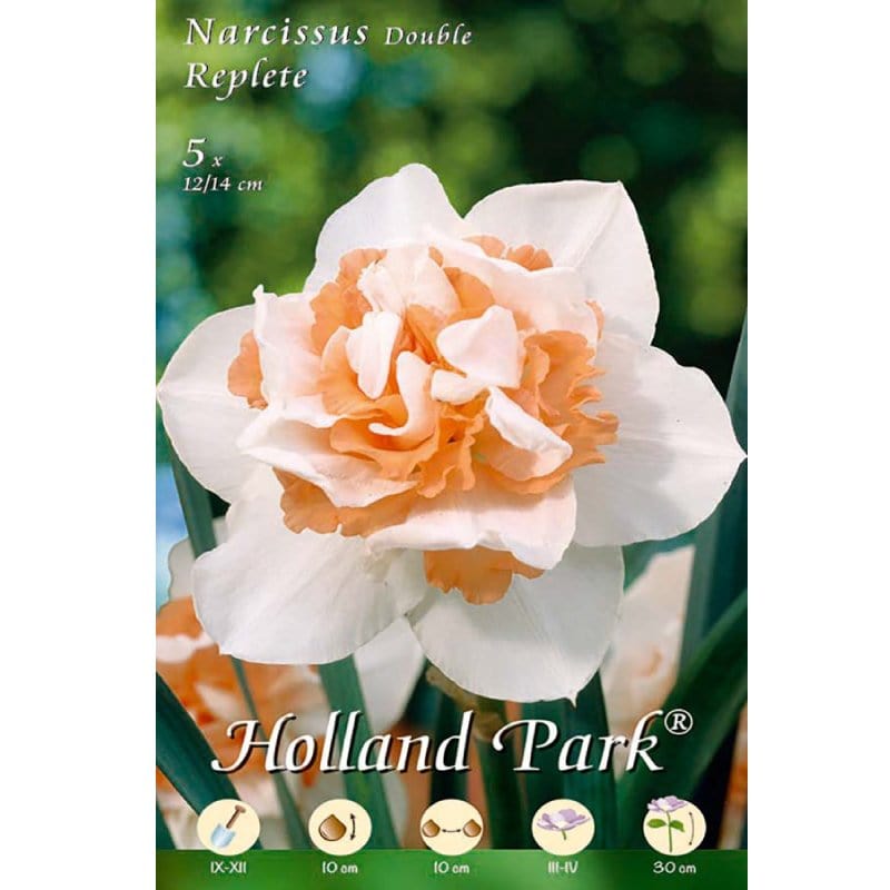 Narciso Double Replete - 5 bulbi