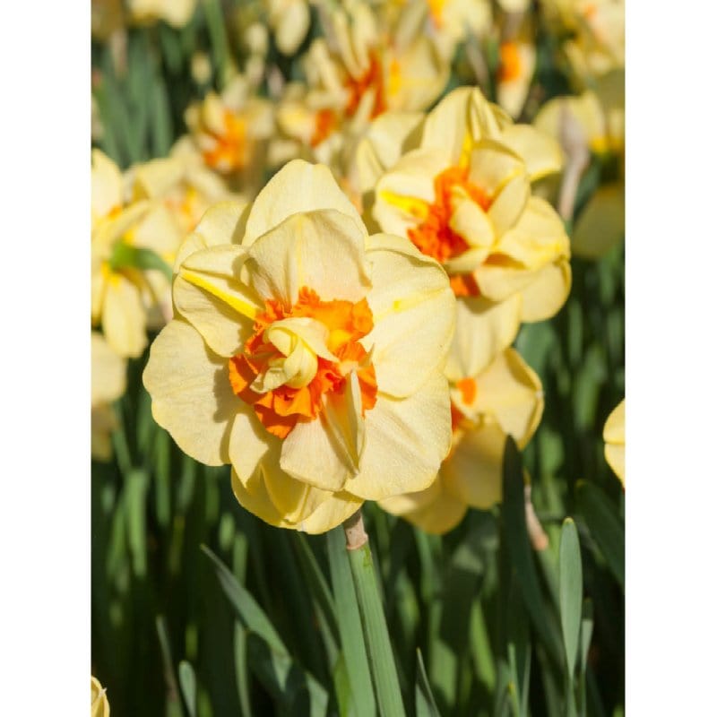 Narciso Double Tahiti - 5 bulbi