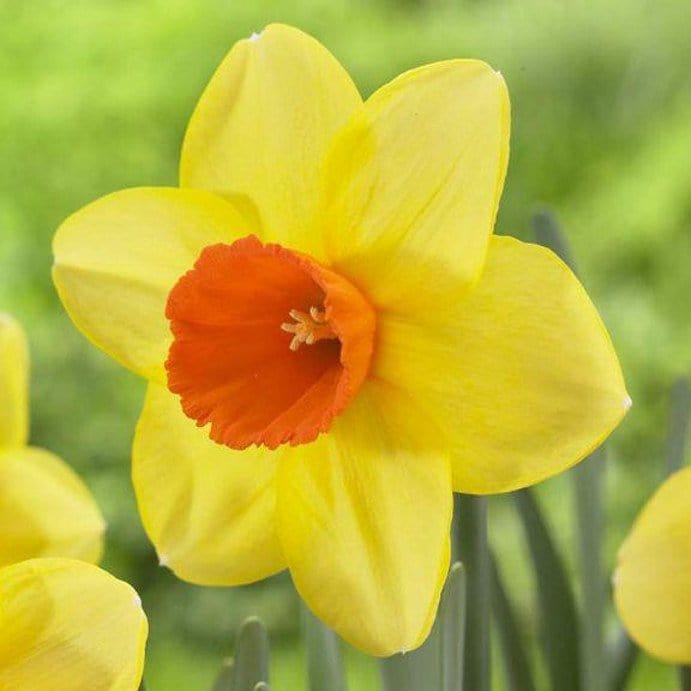 Narciso Large Cupped Juanita - Confezione da 5 bulbi