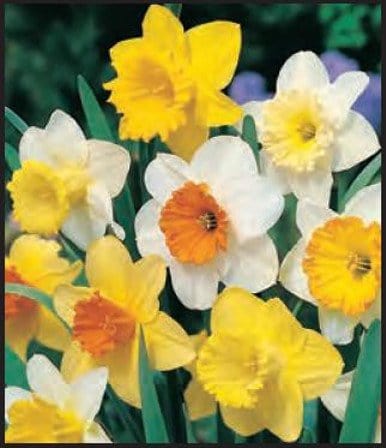 Narciso Large Cupped Mixed - Confezione da 5 bulbi