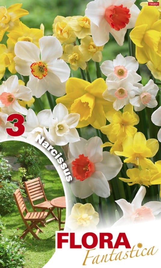 Narciso Mixed - Confezione da 3 bulbi