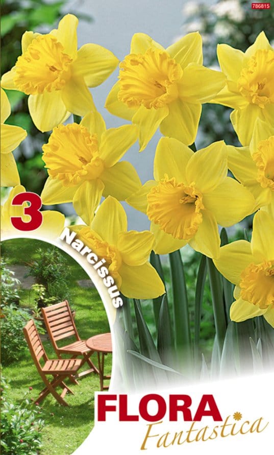 Narciso Trombone Giallo - Confezione da 3 bulbi