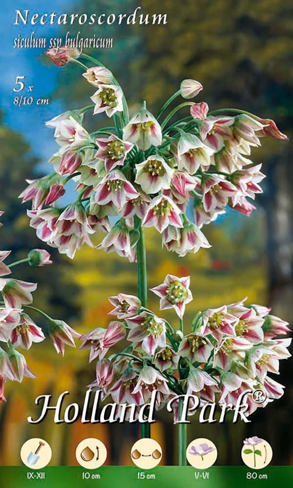 Nectaroscordum Siculum ssp Bulgaricum (Allium) - 5 Bulbi