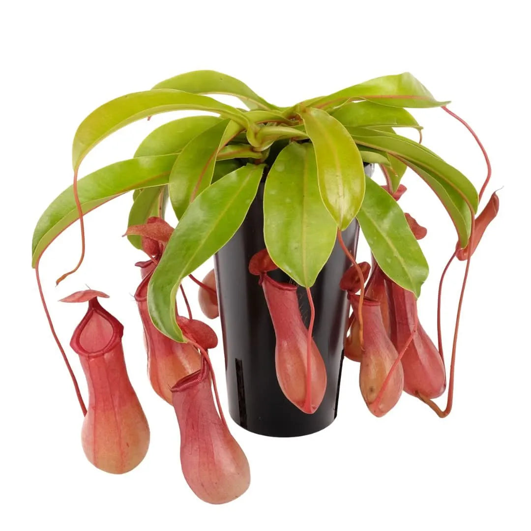 Nepenthes Bloody Mary Hanging altezza pianta 30 cm diametro vaso 12 cm