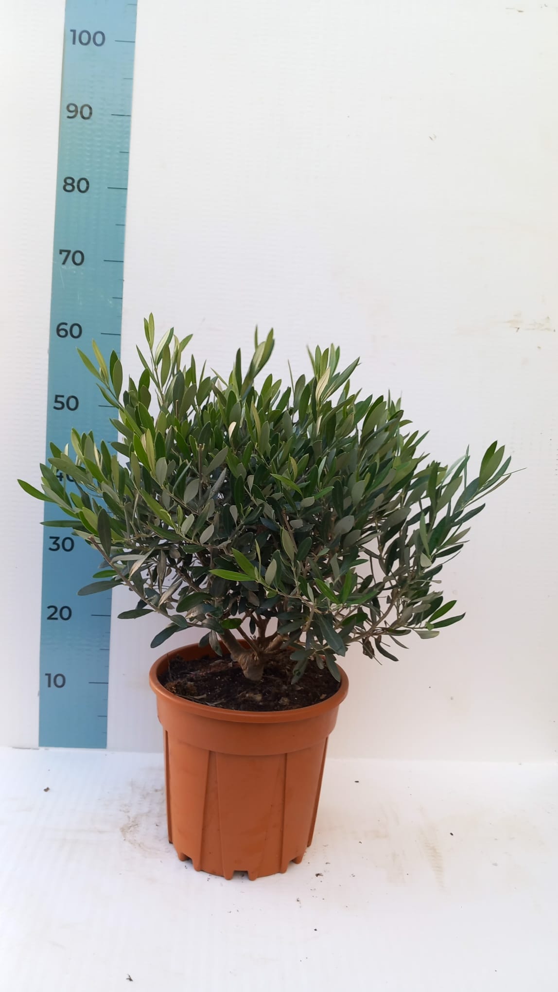 Ulivo cespuglio simil-Bonsai cipressino in vaso plastica CERTIFICATA
