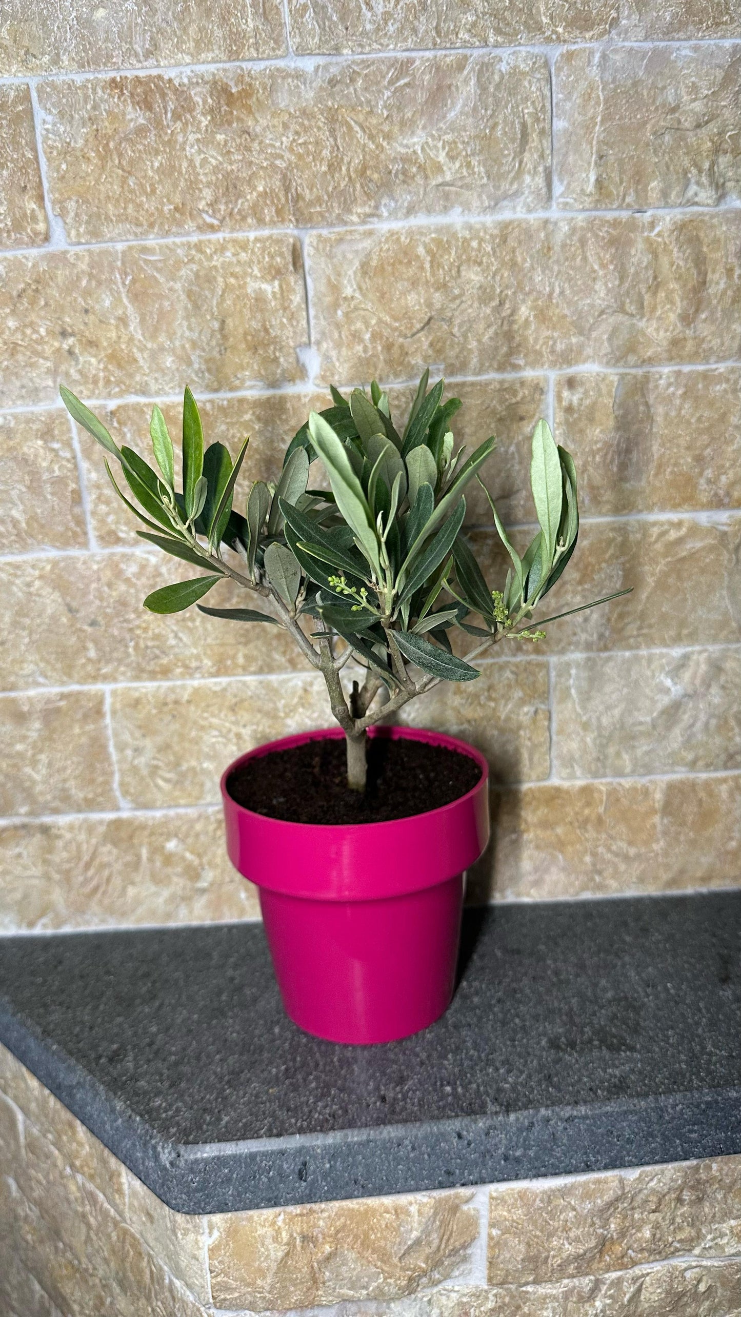 Piantina Bonsai di Ulivo cespuglio - Olea europea cipressino CERTIFICATA