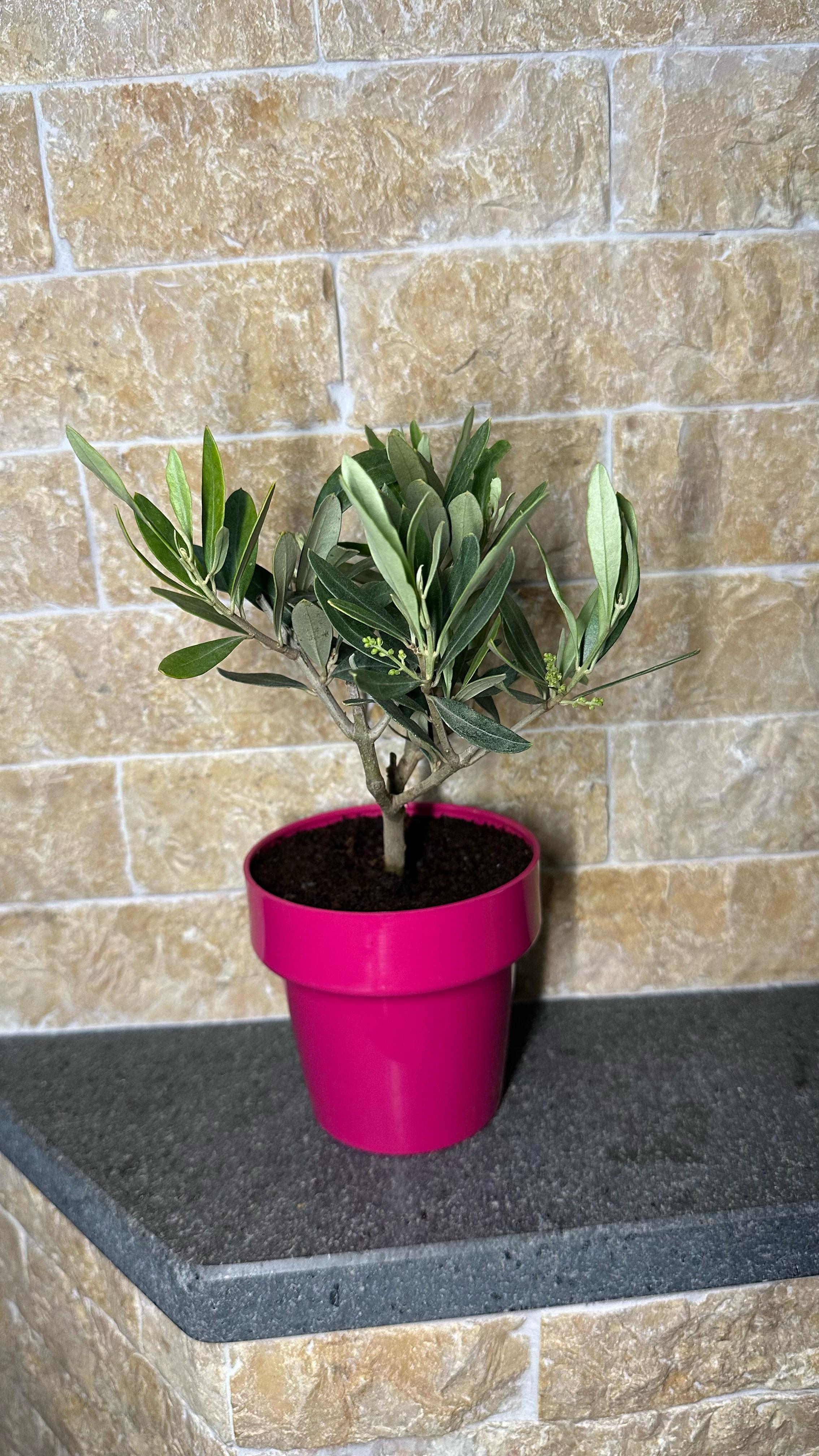 Set Piantine Ulivo bomboniere v10cm colorato simil Bonsai cipressino CERTIFICATE