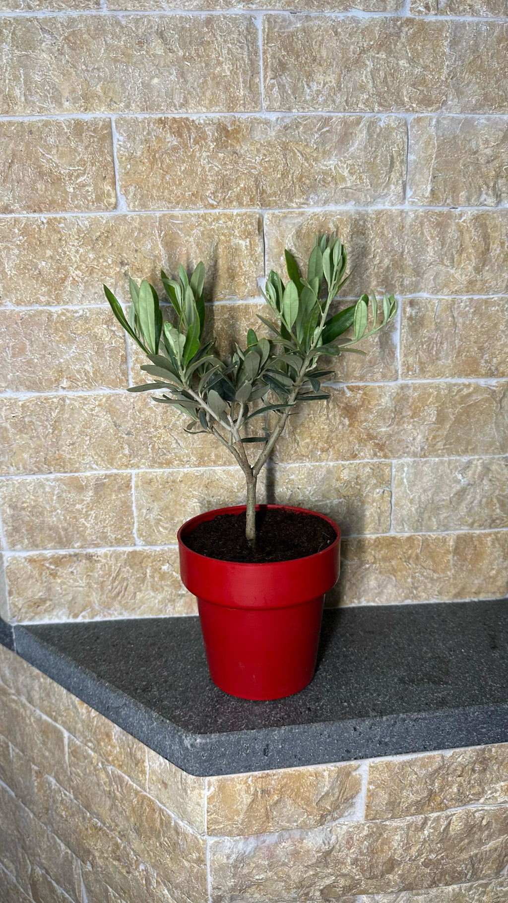 Piantina Bonsai di Ulivo cespuglio - Olea europea cipressino CERTIFICATA