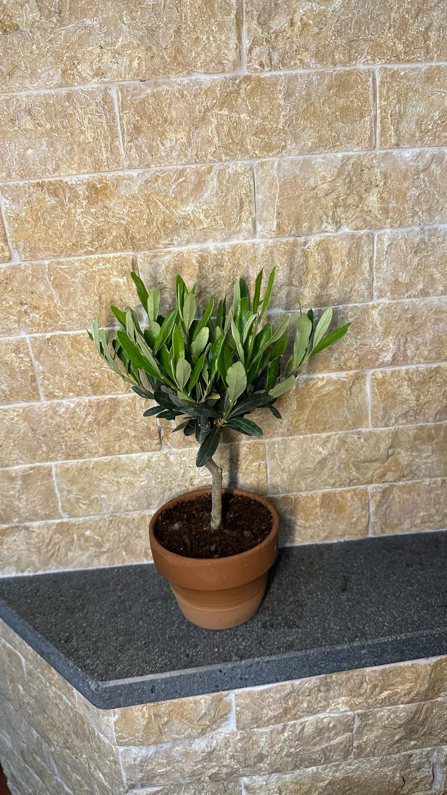Piantina Bonsai di Ulivo cespuglio - Olea europea cipressino CERTIFICATA