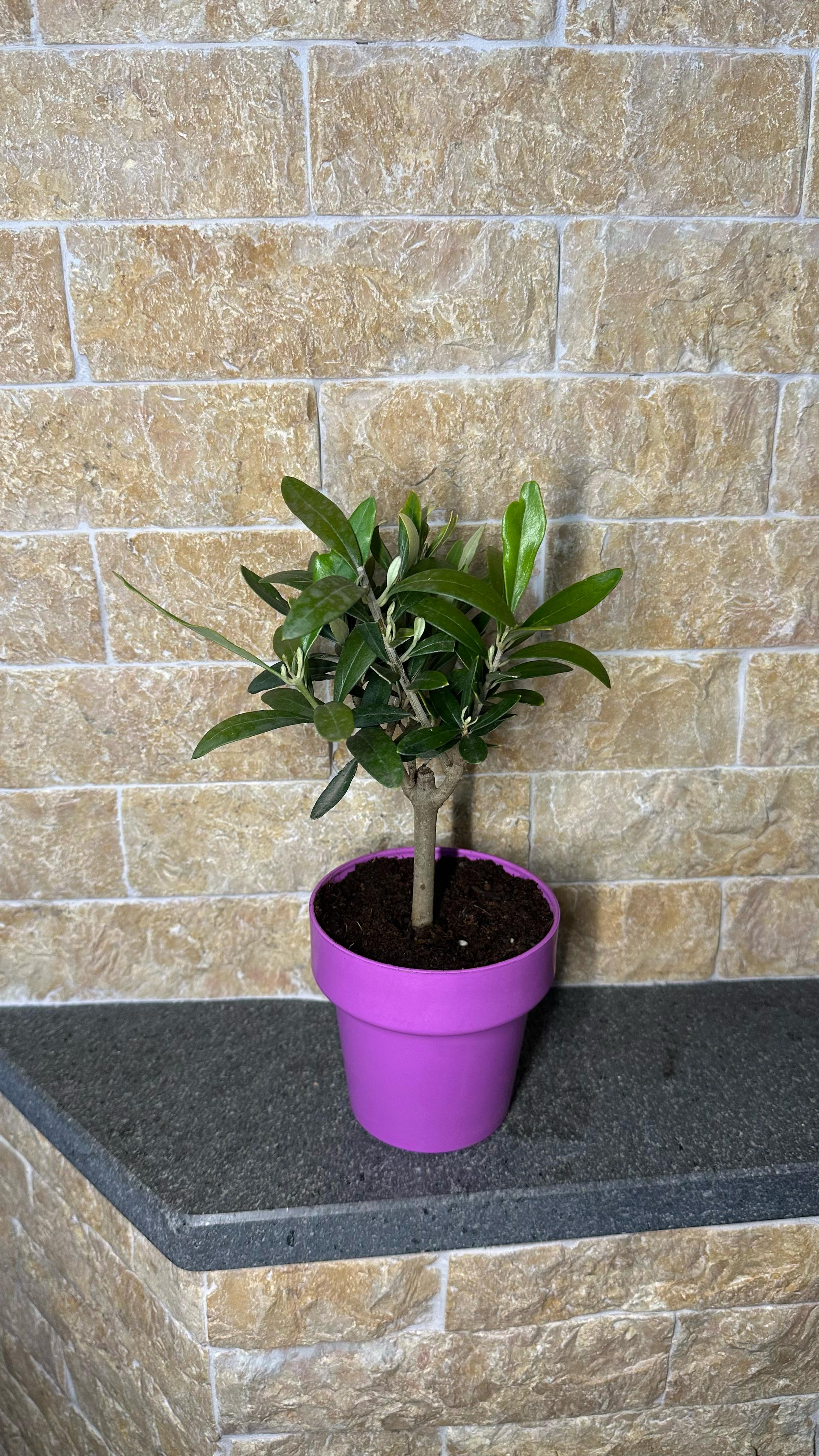 Set Piantine Ulivo bomboniere v10cm colorato simil Bonsai cipressino CERTIFICATE