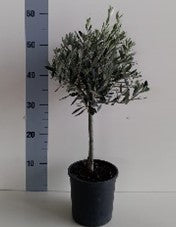 Piantina Alberello di Ulivo Cipressino - Olea Europea CERTIFICATA