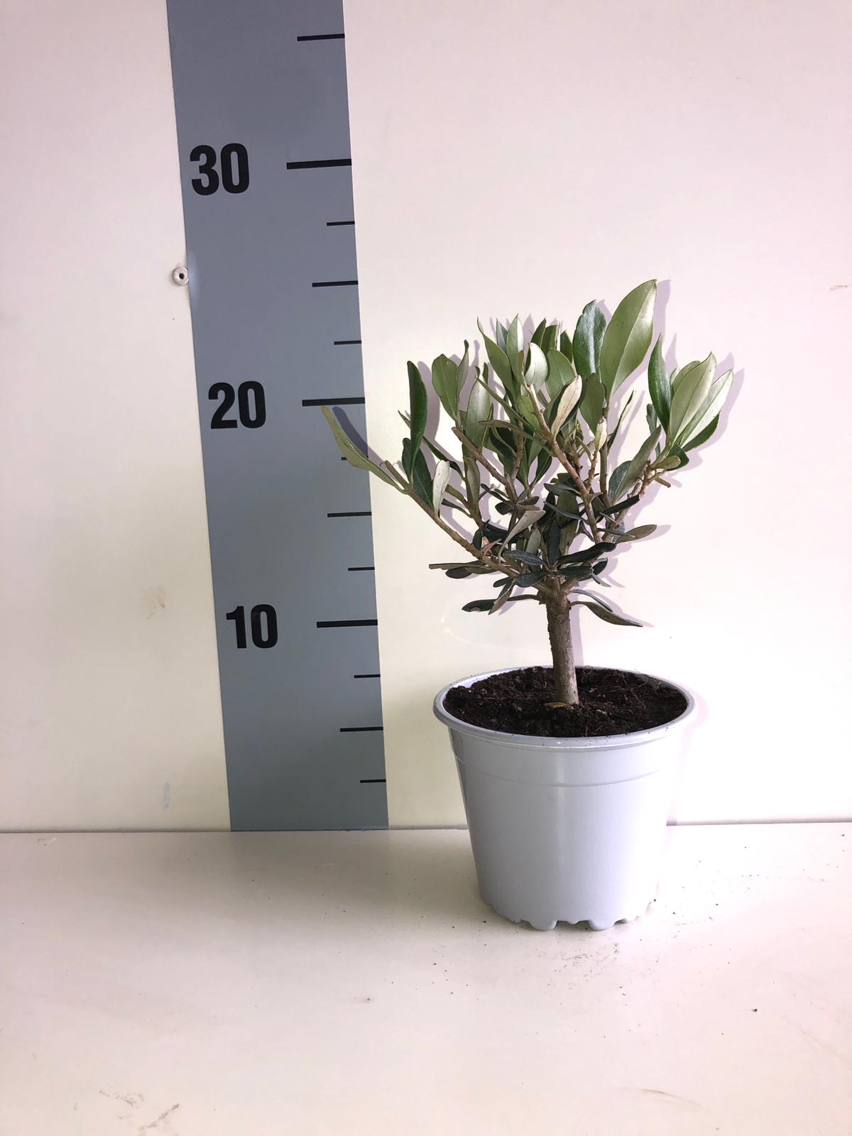 Piantina Bonsai di Ulivo cespuglio - Olea europea cipressino CERTIFICATA