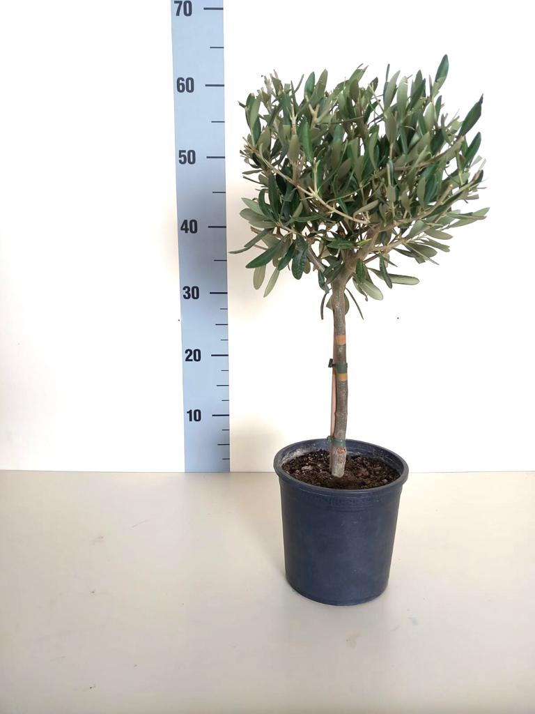 Piantina Alberello di Ulivo Cipressino - Olea Europea CERTIFICATA
