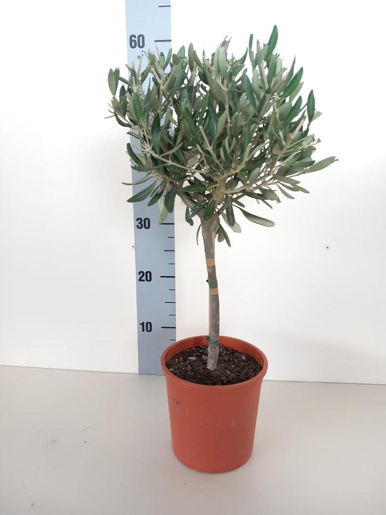 Piantina Alberello di Ulivo Cipressino - Olea Europea CERTIFICATA