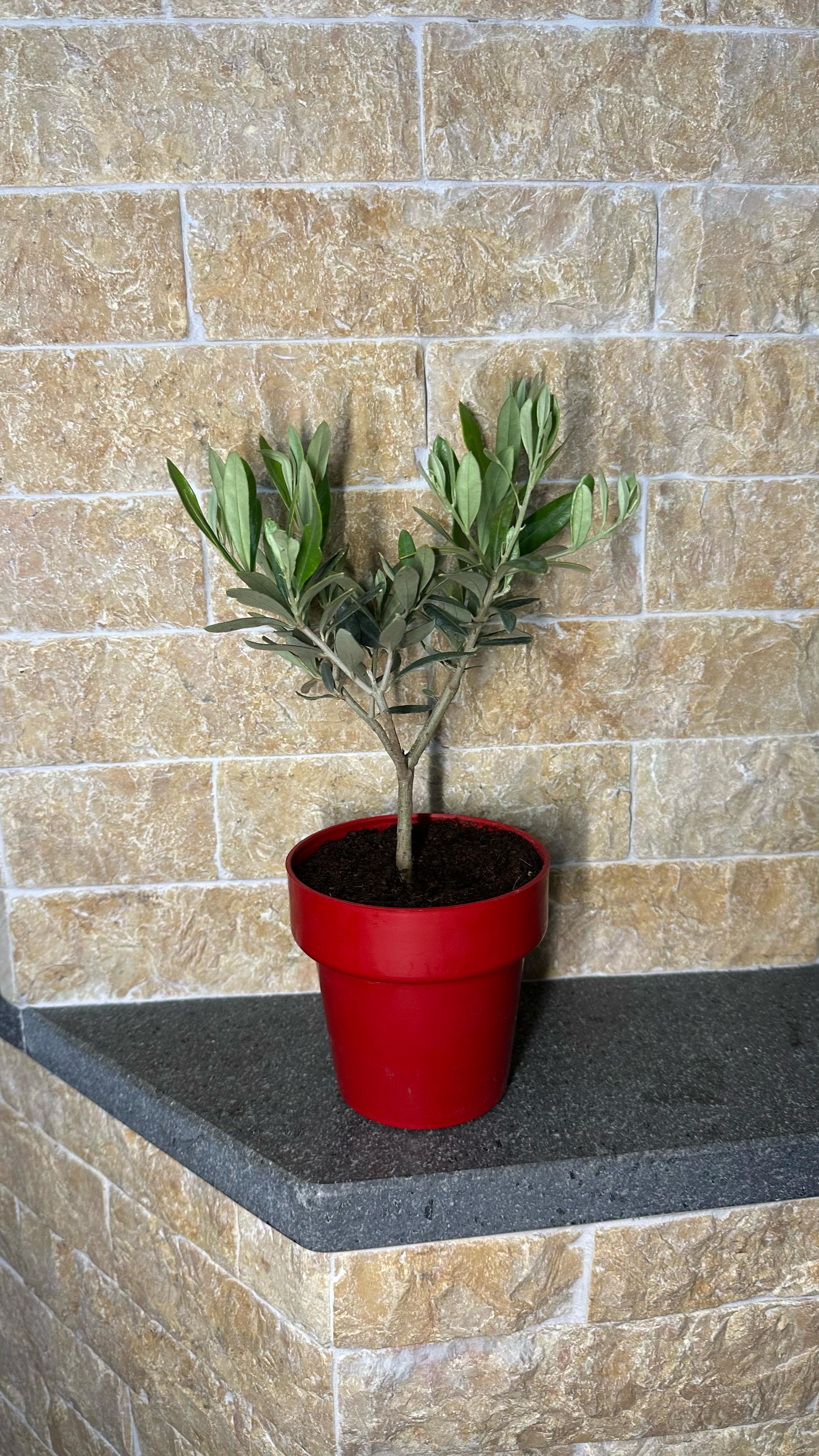 Set Piantine Ulivo in vaso rosso Natale rigido CERTIFICATE