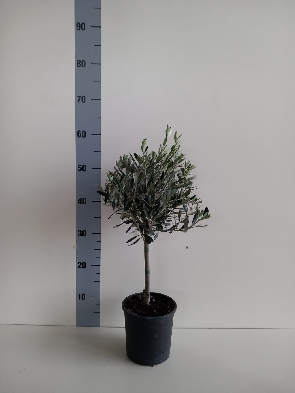 Piantina Alberello di Ulivo Cipressino - Olea Europea CERTIFICATA