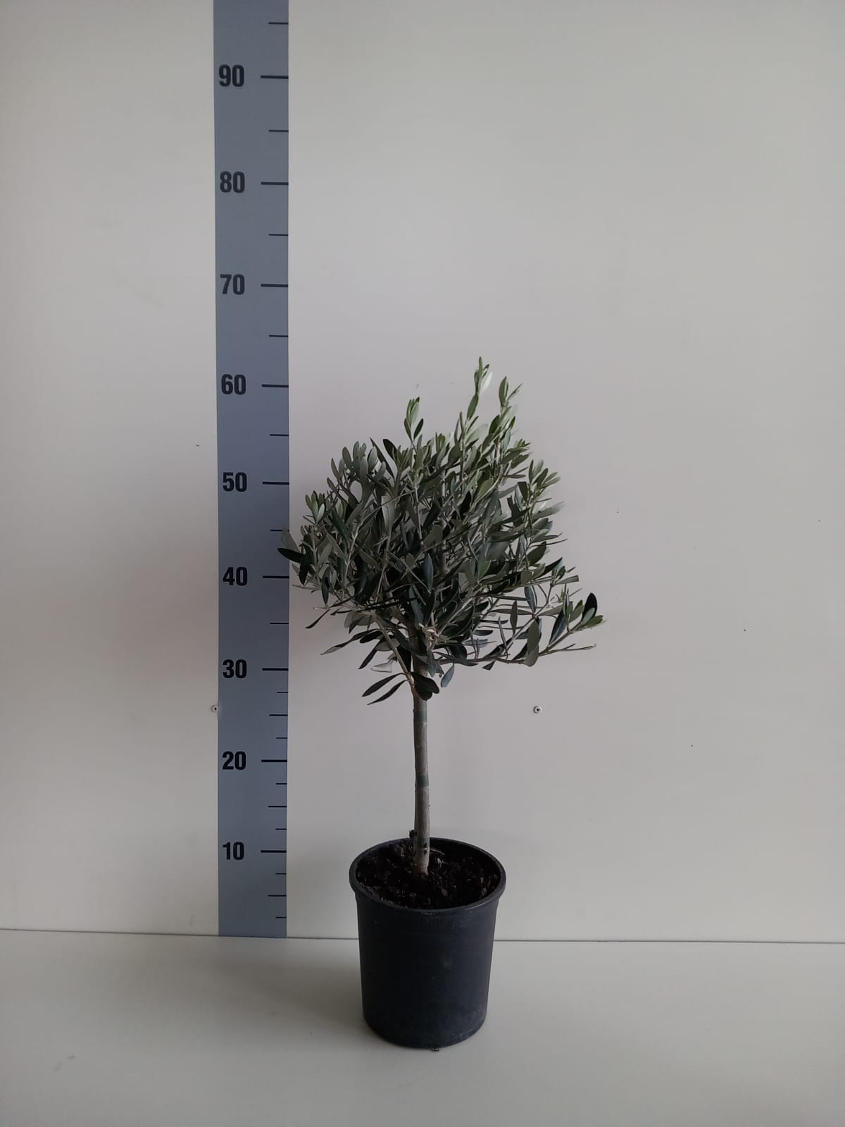 Piantina Alberello di Ulivo Cipressino - Olea Europea CERTIFICATA
