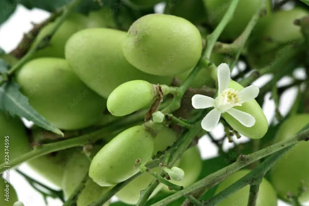 Olio di neem pronto uso 750 ml , Protezione naturale