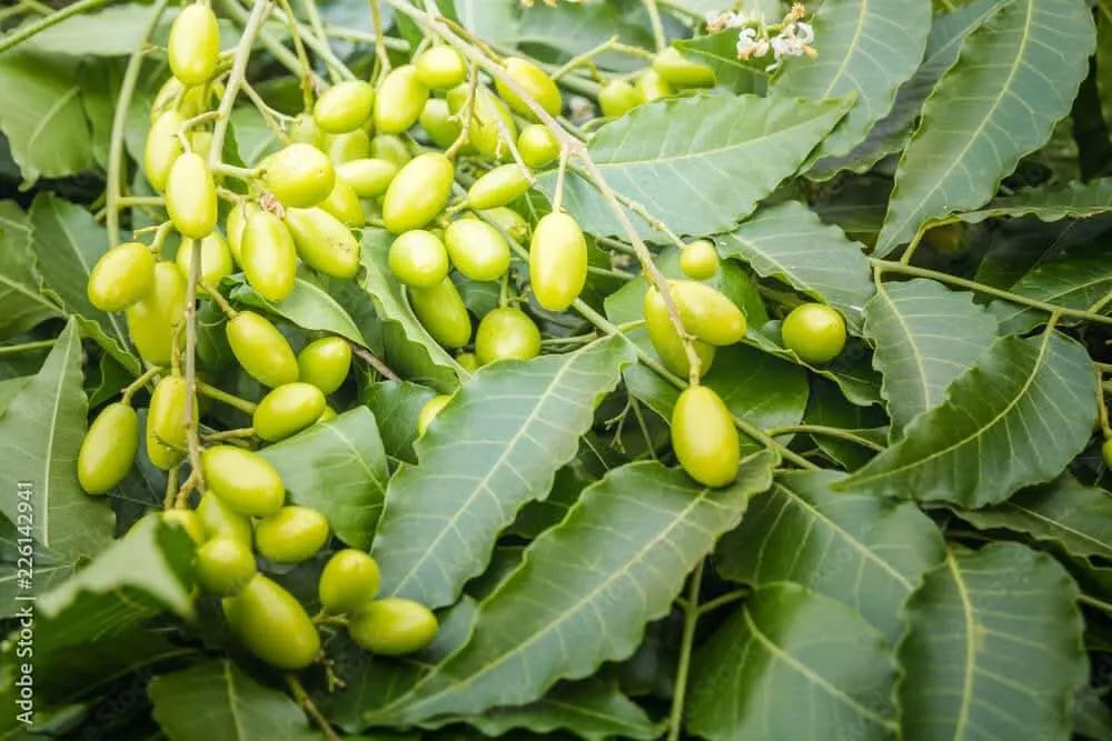 Olio di neem pronto uso 750 ml , Protezione naturale