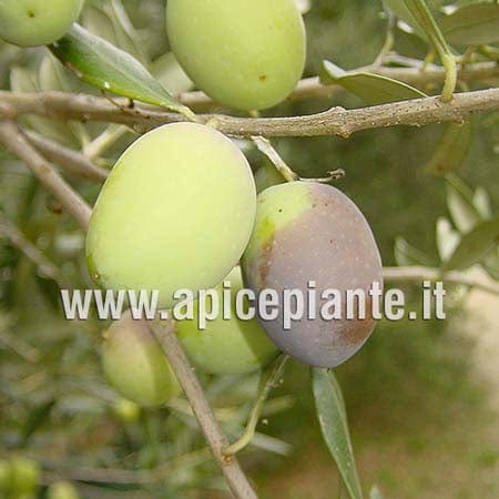 Olivo Ascolana Tenera - v. 13 x 13 cm - Apice Piante