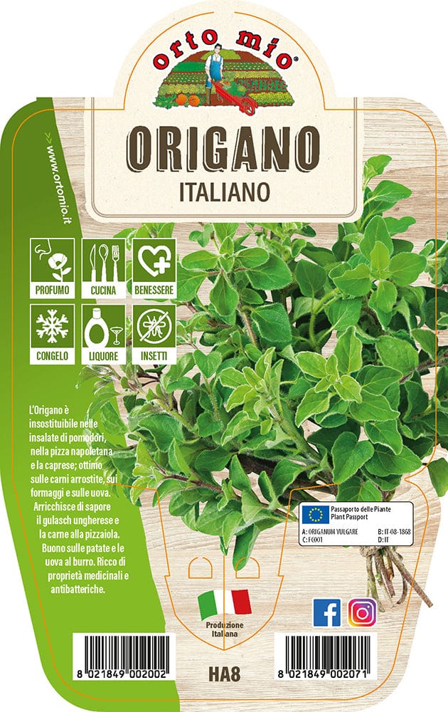 Origano - 1 pianta v.14 cm - Orto Mio