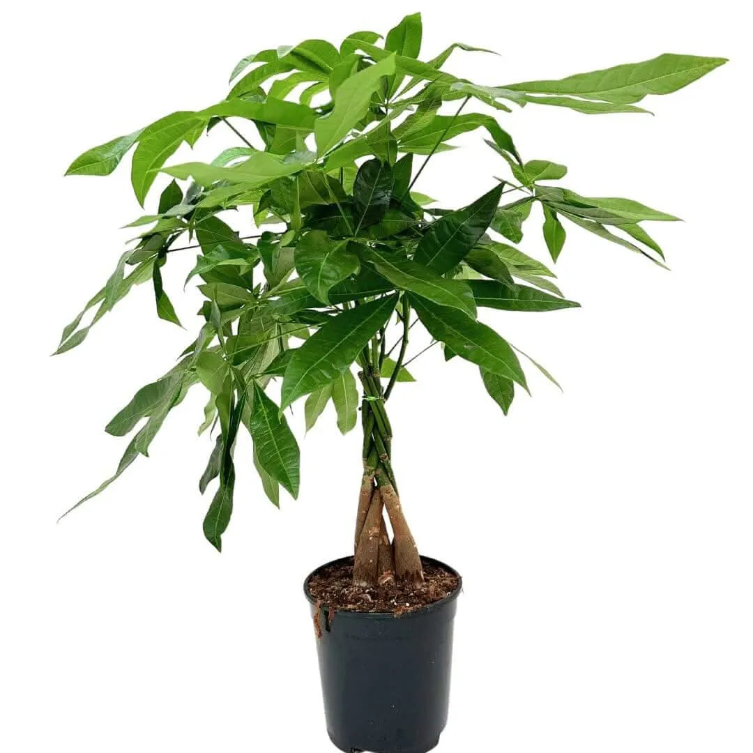 Pachira Aquatica Intrecciata D.19