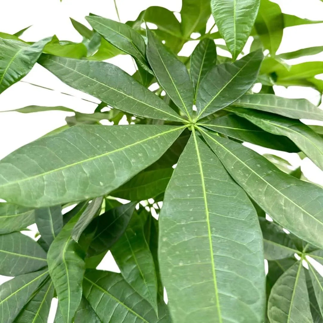 Pachira Aquatica Intrecciata D.19