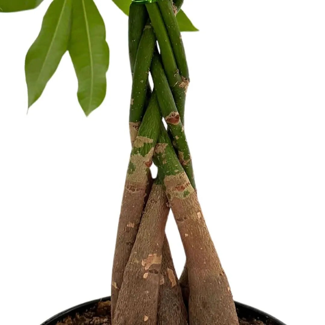Pachira Aquatica Intrecciata D.19