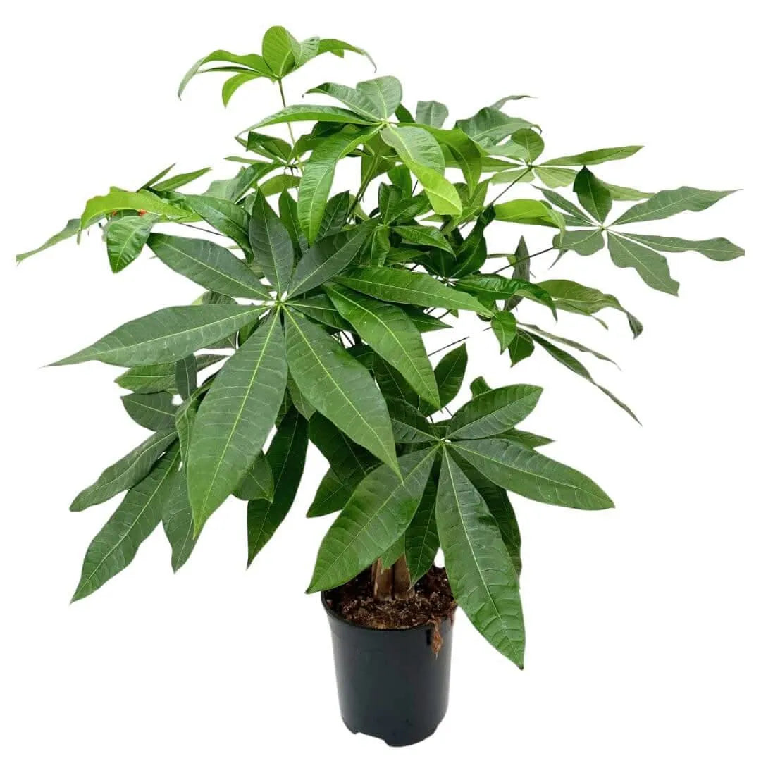 Pachira Aquatica Intrecciata D.19
