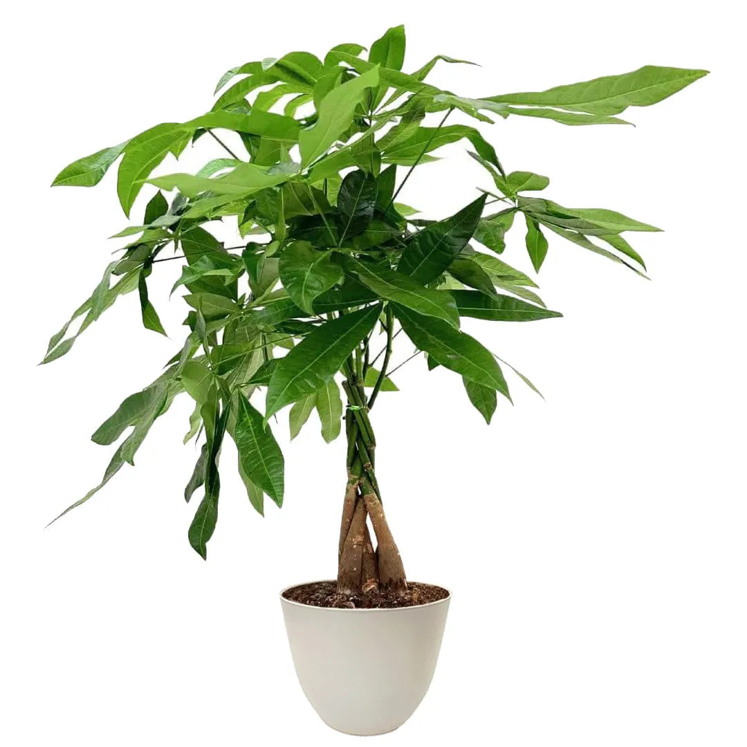 Pachira Aquatica Intrecciata D.19