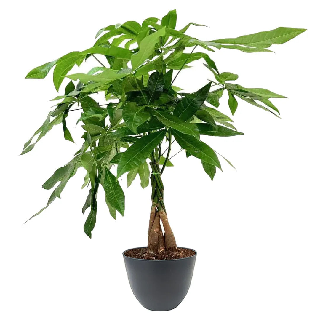Pachira Aquatica Intrecciata D.19