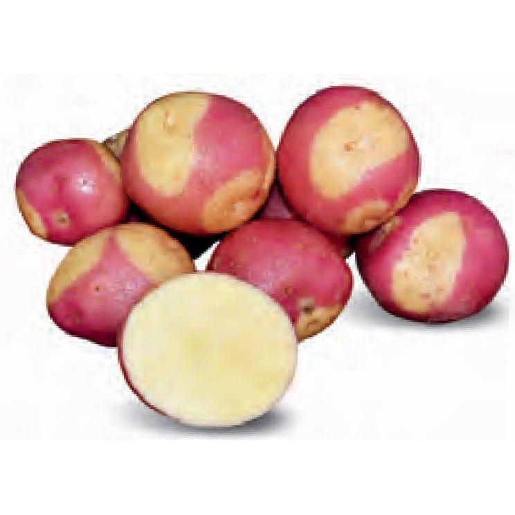 Patate rossa-crema Miss Blush - 25 buche - L'Ortolano