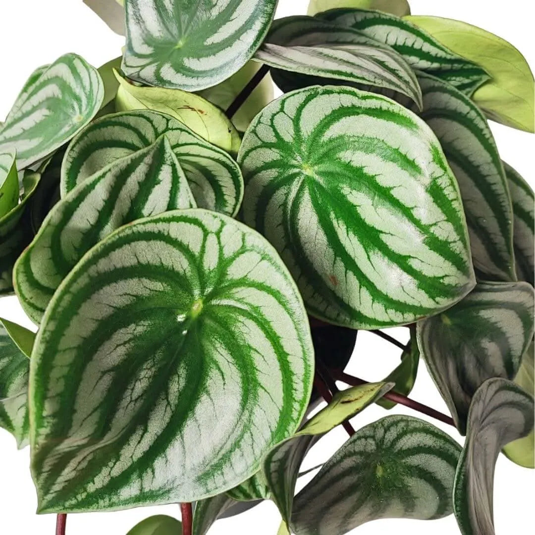 Peperomia argyreia D.17 cm