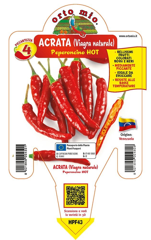 Peperoncino piccante HOT Acrata o Viagra Naturale - Vaso Cm.14 - Orto Mio
