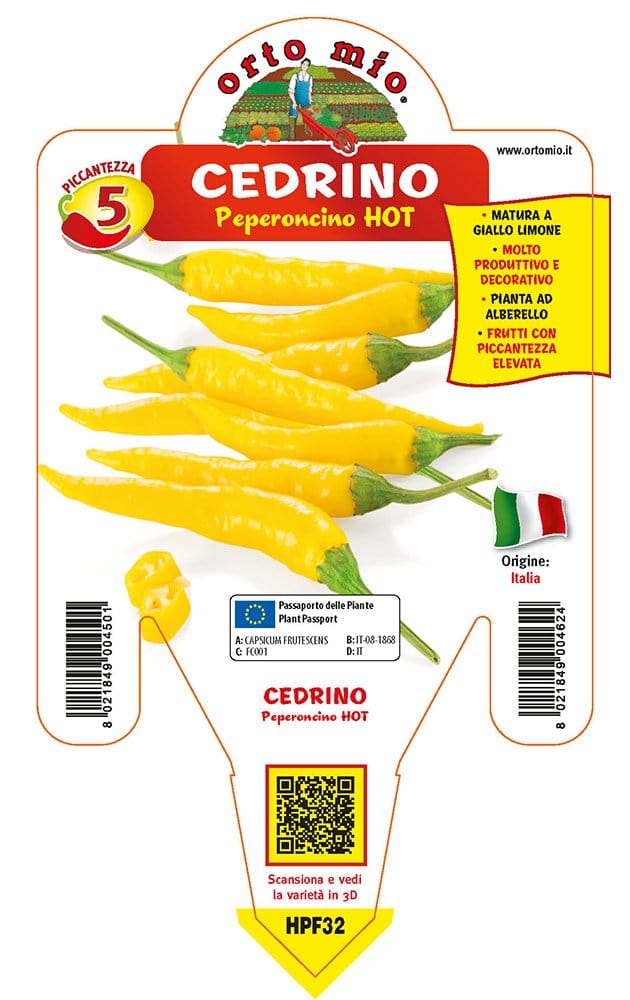 Peperoncino piccante HOT Cedrino - 1 Pianta v.14 cm - Orto Mio