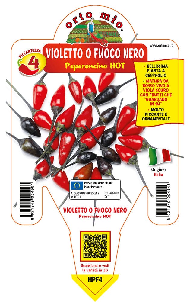Peperoncino piccante HOT Violetto o fuoco nero - 1 pianta v.14 - Orto Mio