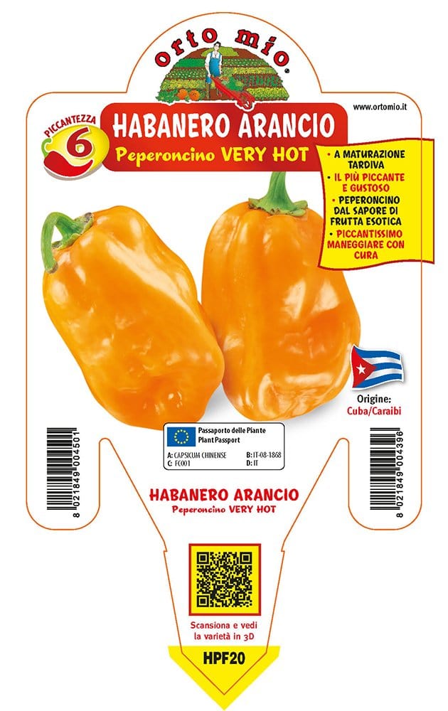Peperoncino piccante VERY HOT Habanero arancione - 1 pianta  v.14 cm - Orto Mio