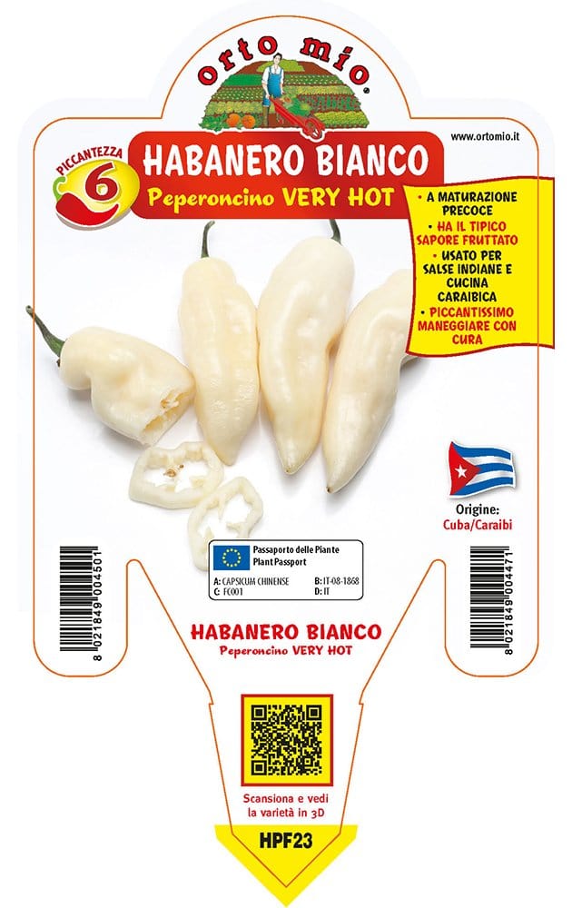 Peperoncino piccante VERY HOT Habanero bianco - 1 pianta v.14 cm - Orto Mio