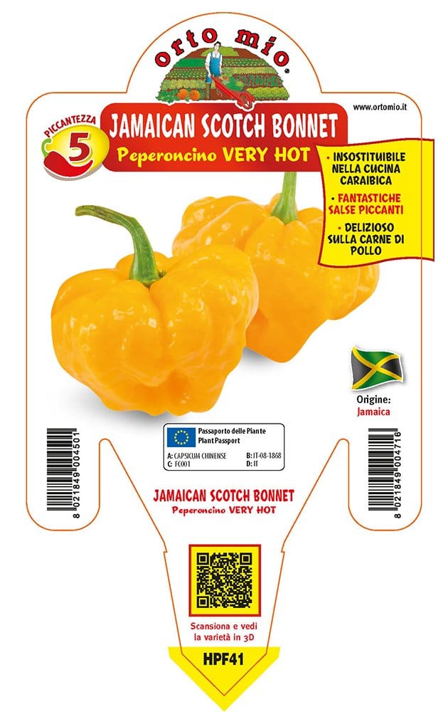 Peperoncino piccante VERY HOT Jamaican Scotch Bonnet - 1 pianta v.14 cm - Orto Mio