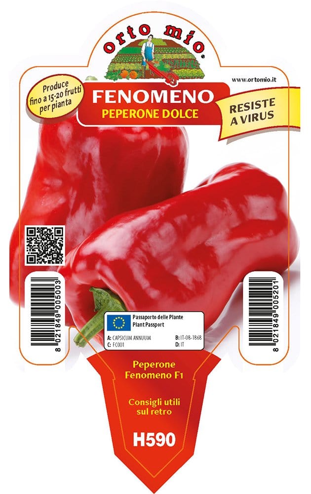 Peperone rosso Fenomeno Macio F1 - 1 pianta v.10 cm - Orto Mio