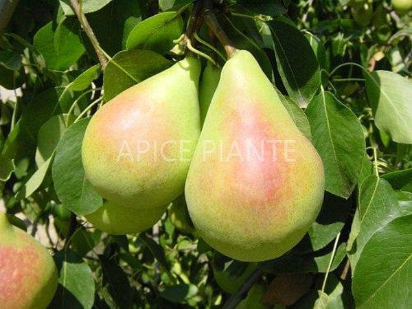 Pero Coscia precoce - v. 20 cm - Apice Piante