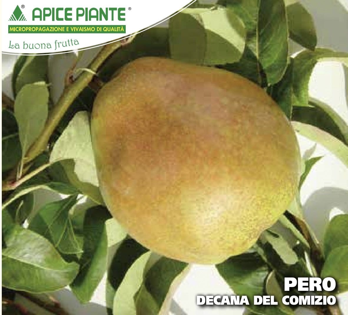 Pero Decana del Comizio - v. 20 cm - Apice Piante