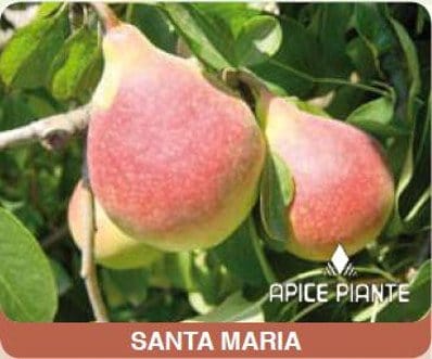 Pero Santa Maria - vaso 20 cm - Apice Piante