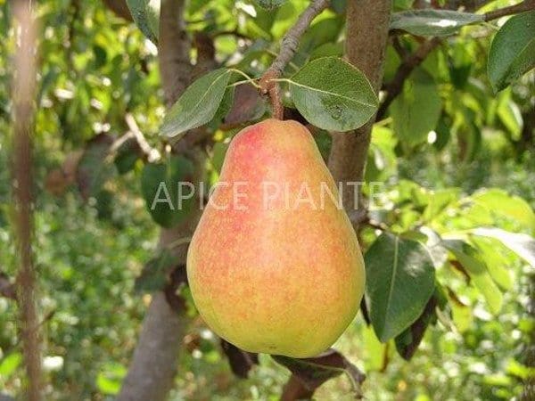 Pero William Bianco - v. 20 cm - Apice Piante