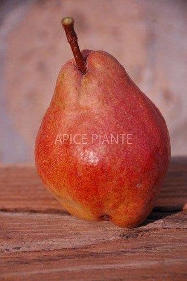 Pero William Rosso - v. 20 cm - Apice Piante