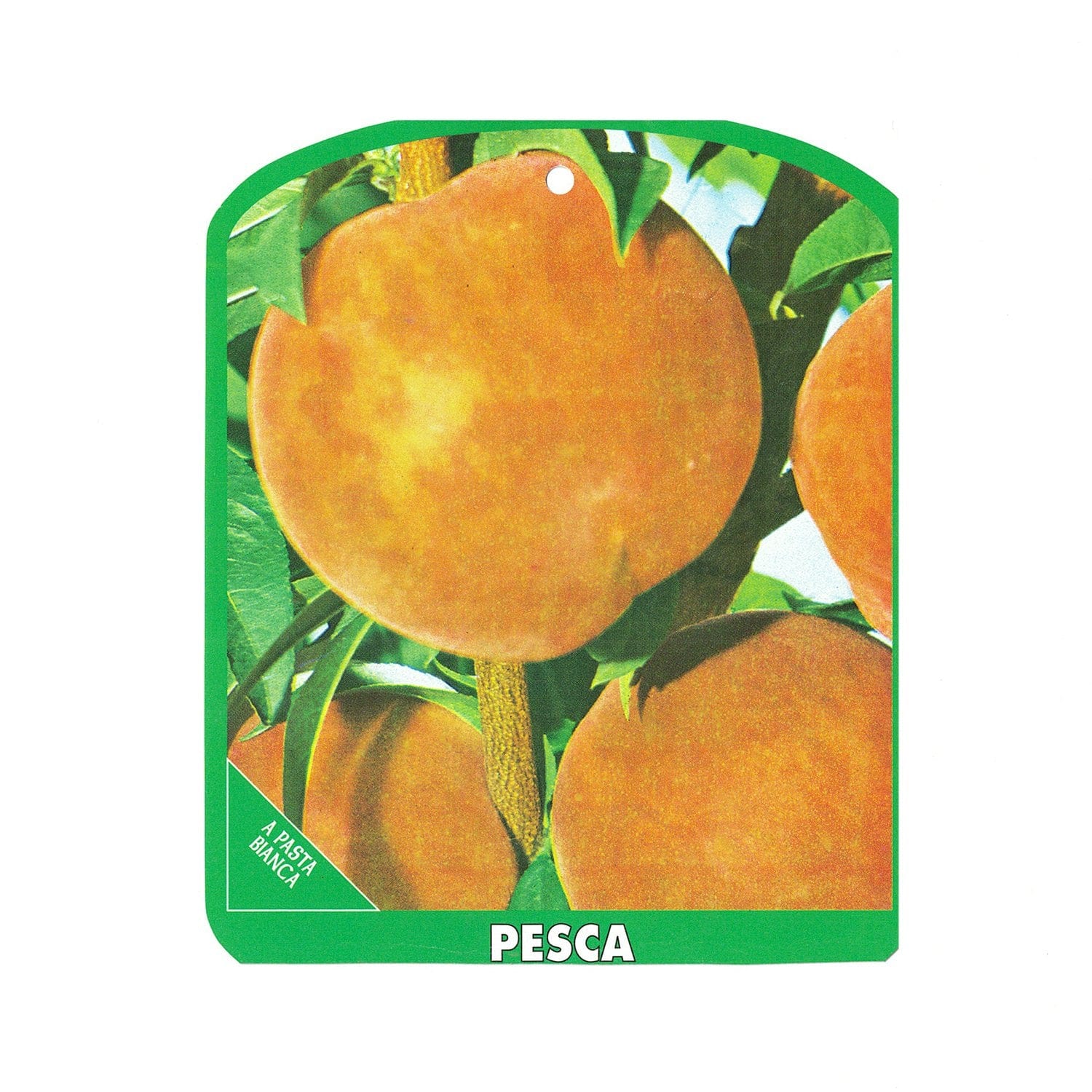 Pesco Bianco Maria Grazia - v. 20 cm - Apice Piante