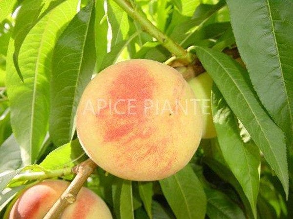 Pesco Bianco Maria Rosa - v. 20 cm - Apice Piante