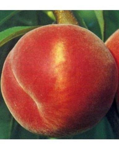 Pesco Red Heaven - v. 20 cm - Apice Piante