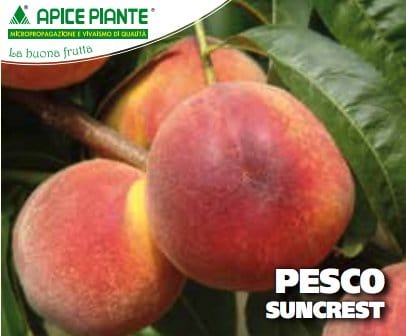 Pesco Suncrest - v. 20 cm - Apice Piante